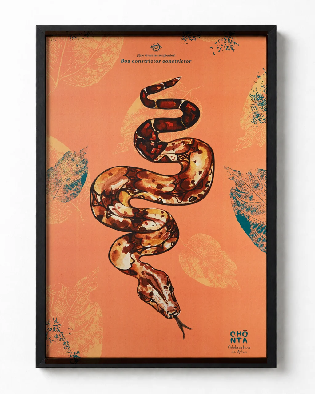 Afiche ilustrado Boa, Boa constrictor constrictor, serpiente colombiana Chonta